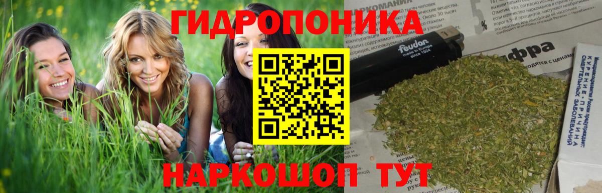 Марихуана сатива Тверь